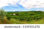 Vineyards with rows of grapevine in Gorska Brda, Slovenia, a famous wine groeing and producing region, becoming also a popular travel destination