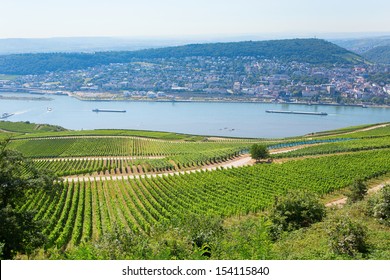 Vineyards In Rudesheim Am Rhein