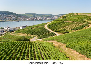 Vineyards In Rudesheim Am Rhein