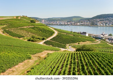 Vineyards In Rudesheim Am Rhein