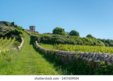 Vineyards Of Saint-Emilion, In Médoc (Gironde, France)