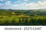 Vineyards in the San Gimignano countryside at sunset. You can see the towers of the village of San Gimignano on the right in the background. Province of Siena, Tuscany region, Italy