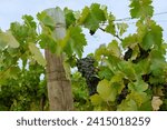 Vineyards in San Joaquin Valley