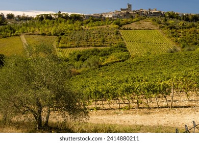 vineyards of sangiovese in Castellina in Chianti, Tuscany