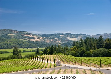 Vineyards In Sonoma, California.