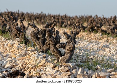 Vineyards Of Southern Côtes-du-rhône, In The South Of France