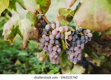 
Vineyards In Spain, Wine Alicante, Grapes, Red Wine