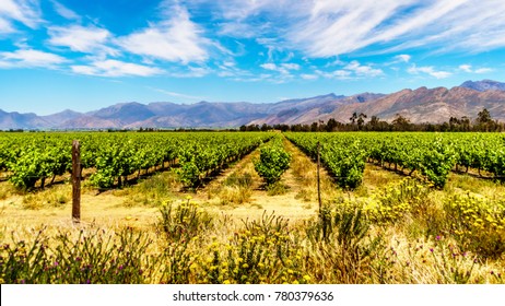 Vineyards In Spring In The Boland Wine Region Of The Western Cape In South Africa 