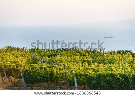Vineyards at sunset. Agriculture, wine growing. Vineyard near the sea