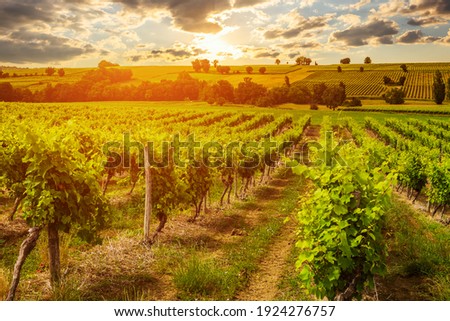 Vineyards at sunset with beautiful light. Gascony, France