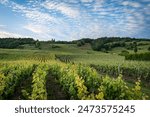 Vineyards at sunset in the Champagne region of France