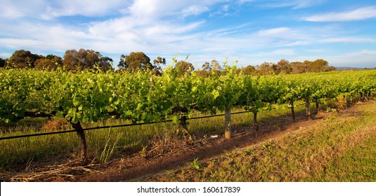 Vineyards In Swan Valley, Near Perth, Australia