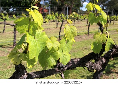 Vineyards In The Swan Valley, Perth Western Australia