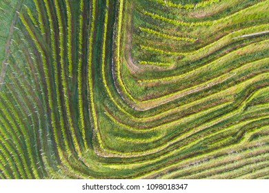 Vineyards, Terracing In Valtellina. Aerial Photo