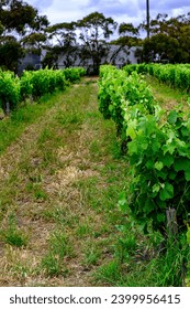 Vineyards are throughout the McLaren Vale Region near Adelaide Australia