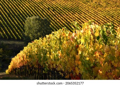 Vineyards turn yellow in autumn season. Beautiful view of rows of vineyards in the Chianti area near San Casciano in Val di Pesa. Italy