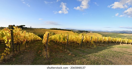 Vineyards turn yellow in autumn season. Beautiful view of rows of vineyards with blue sky in the Chianti area near San Casciano in Val di Pesa. Italy