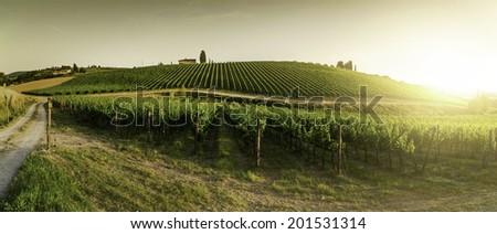 Vineyards in Tuscany. Farm house at sunset. Panoramic view