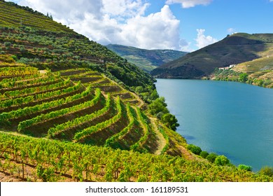 Weinberge im Tal des Flusses Douro, Portugal