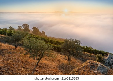 Vineyards In The Valley Of The River Douro, Portugal, Portugal. Portuguese Port Wine.
Terrace Fields. Summer Season.