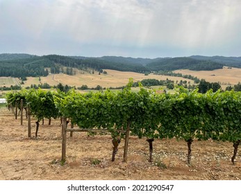 Vineyards Of The Willamette Valley, A Leading Wine Region Of Oregon And Home To 700 Wineries