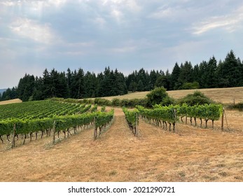 Vineyards Of The Willamette Valley, A Leading Wine Region Of Oregon And Home To 700 Wineries