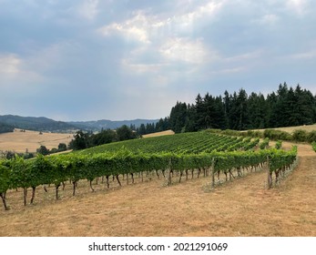 Vineyards Of The Willamette Valley, A Leading Wine Region Of Oregon And Home To 700 Wineries