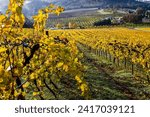 Vineyards in the Willamette Valley near Salem Oregon, Autumn fall colors