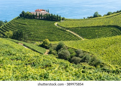 Vineyards and wine cellar with the Cantabrian sea in the background, Getaria (Spain) 