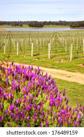 Vineyards In A Wine Farm Near The Town Of Margaret River In Western Australia.