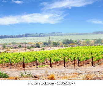 Vineyards And Wine Farm In Rural Landscape Near Fish River Canyon, Namibia, Africa 