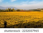 Vineyards and wine fields in Chile - Valle Central Santiago district