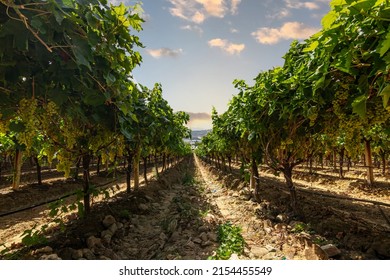 Vineyards For Wine Production Near The Winery