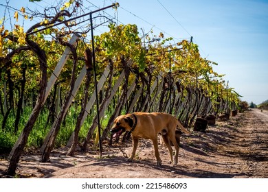 Vineyards And Wineries In Mendoza Argentina. Wine Production