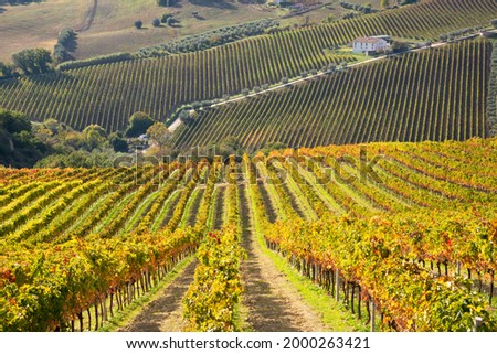 Vineyards and winery among hills, countryside landscape 