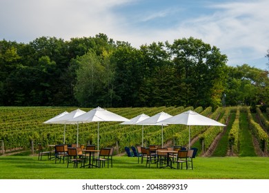 Vineyards Of A Winery In Niagara Valley, Ontario, Canada