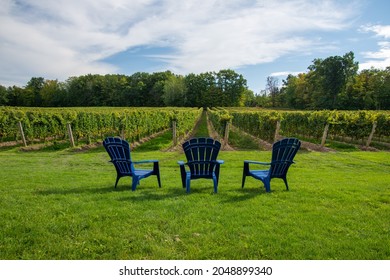 Vineyards Of A Winery In Niagara Valley, Ontario, Canada