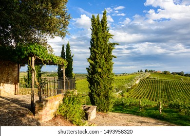 In the vineyards of a winery in Tuscany in the Chianti region