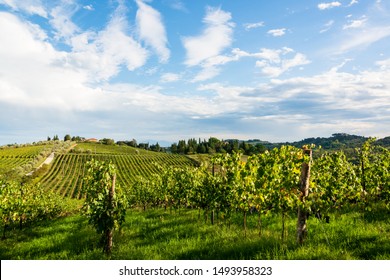 In the vineyards of a winery in Tuscany in the Chianti region