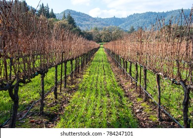 Vineyards In The Winter With Cover Crops