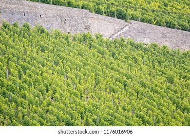 Vineyards Of Wurzburg (wine, Crops, Vines)