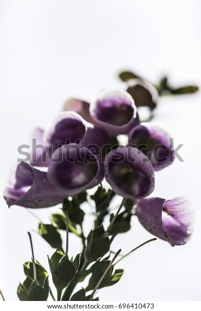 Vingerhoedskruid Foxglove Isolated On White Stock Photo Edit Now 696410473