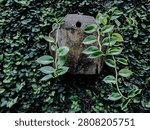Vining and trailing plants in wall-mounted pots