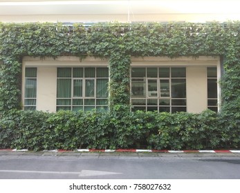vining tree growing on frame for building decoration