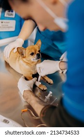 Vinnitsa, Ukraine - November 29, 2021: Anesthesia Or Sedation Of The Dog. The Dog Lies On The Operating Table Before Surgery. Anesthesiologists Perform The Procedure Of Anesthesia Of The Animal.