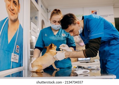 Vinnitsa, Ukraine - November 29, 2021: Anesthesia Or Sedation Of The Dog. The Dog Lies On The Operating Table Before Surgery. Anesthesiologists Perform The Procedure Of Anesthesia Of The Animal.