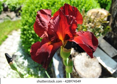 Vinous iris.