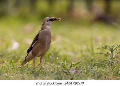 Vinous-Breasted Myna 