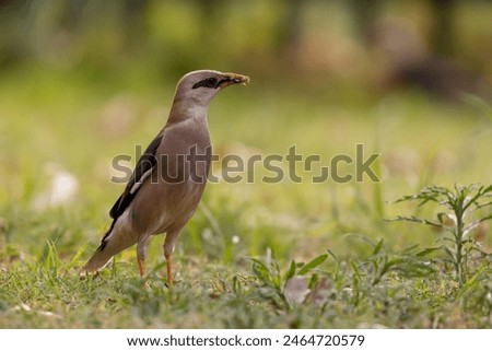 Vinous-Breasted Myna 
