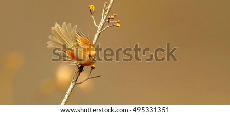 Similar – Foto Bild Blaukehlchen Ornithologie